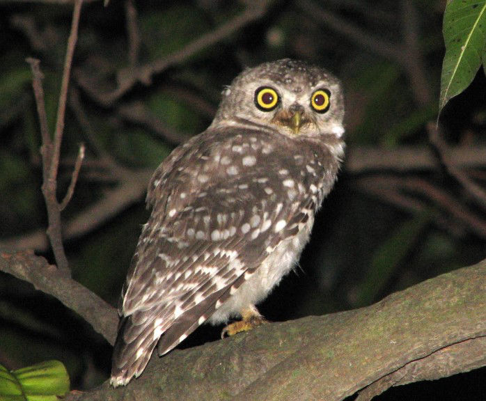 owlet