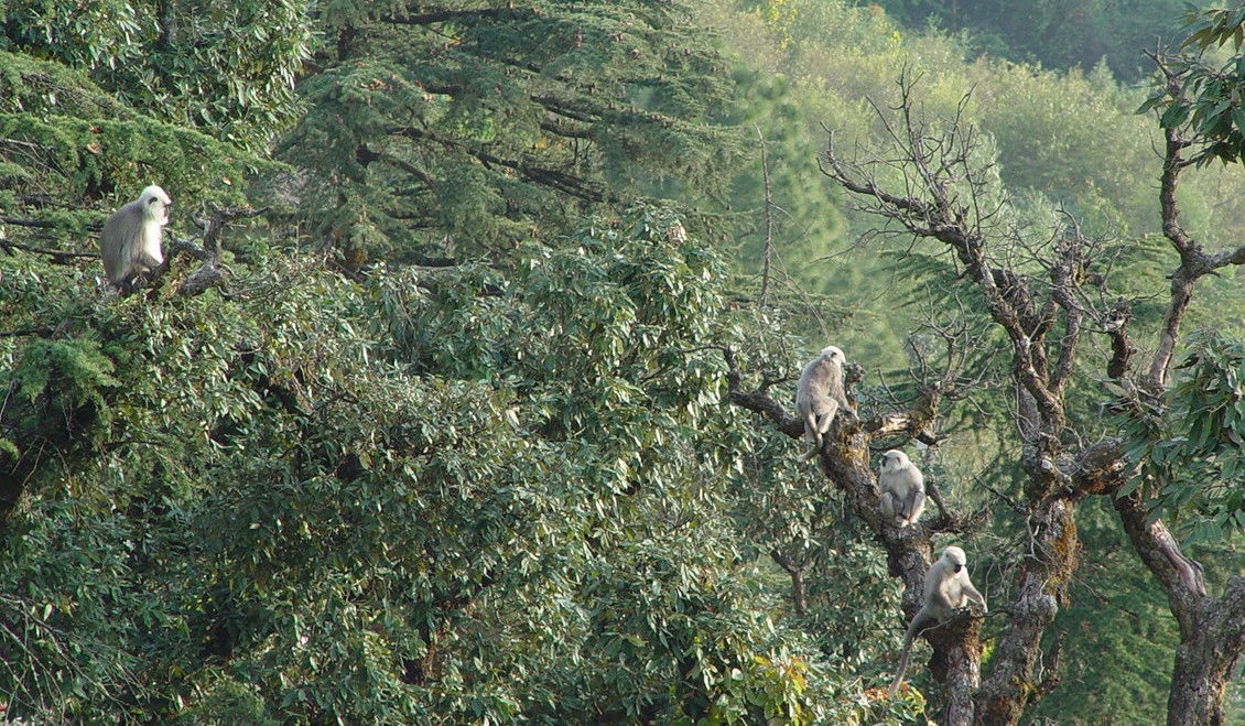 The Judges Court, India